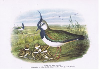 Vanneau et ses petits, Nature en Grande-Bretagne publiée par Collins, 1946 - John Gould