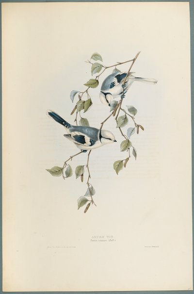 Parus Cyanus : Mésange azurée - John Gould