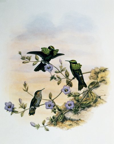 Coquette paon (Lophornis pavoninus), gravure de Monographie des Trochilidés ou Colibris (1849-1861), par John Gould (1804-1881), Royaume-Uni - John Gould