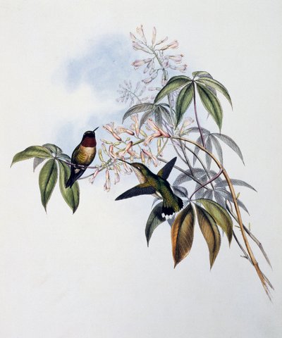 Colibri à gorge rubis (Archilochus colubris), gravure de Monograph of Trochilidae or Humming Birds, par John Gould, Royaume-Uni - John Gould