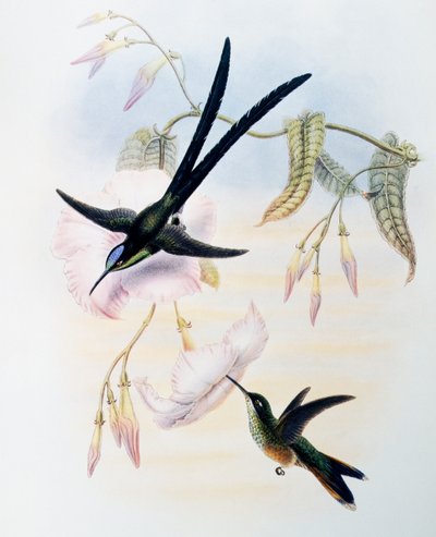 Colibri à queue en ciseaux (Hylonympha macrocerca), gravure de Monograph of Trochilidae or Humming Birds (1849-1861), par John Gould (1804-1881), Royaume-Uni - John Gould
