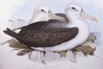 Albatros timide (Diomedea ou Thalassarche cauta), Gravure de John Gould - John Gould