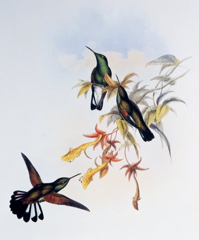 Colibri à queue rayée (Eupherusa eximia), gravure de Monograph of Trochilidae or Humming Birds (1849-1861) - John Gould