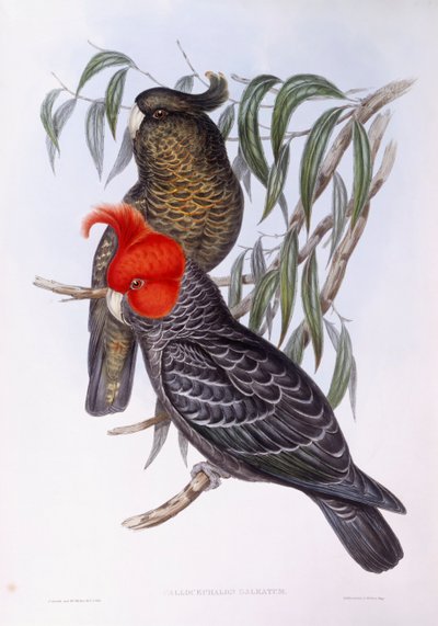 Deux perroquets perchés sur une branche, gravure - John Gould