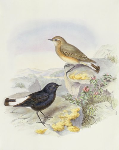 Traquet variable (Oenanthe picata), gravure de John Gould - John Gould