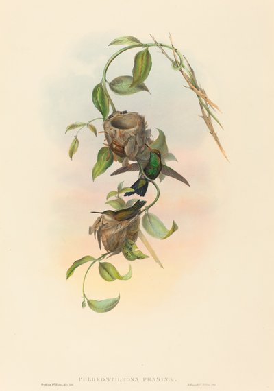 Chlorostilbona prasina (Émeraude de Puncheran) - John Gould and H.C. Richter