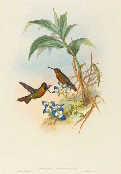 Clytolaema aurescens (Rubis Bagué ou Rubis de Gould) - John Gould and H.C. Richter
