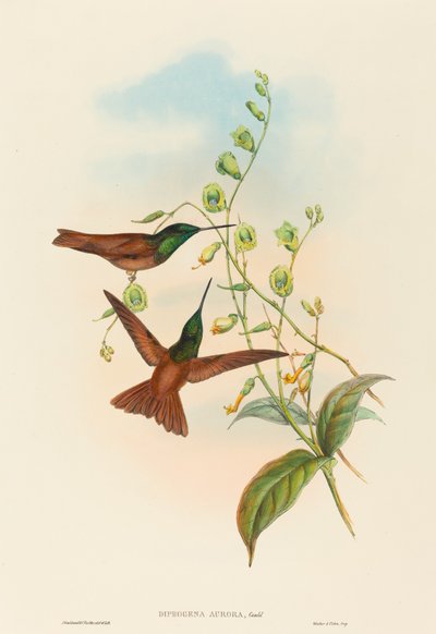 Diphogena aurora (Arc-en-ciel de Gould) - John Gould and H.C. Richter