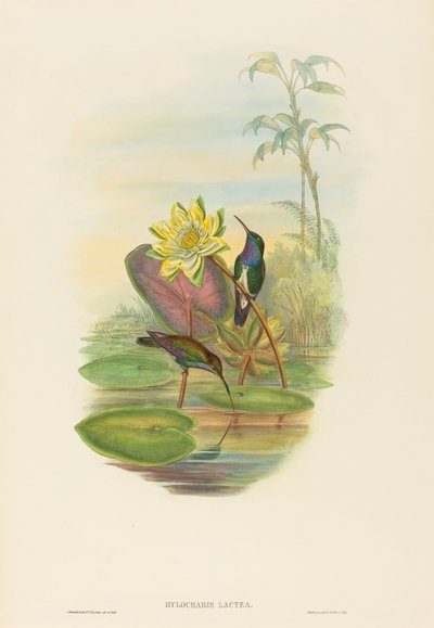 Hylocharis lactea (Émeraude à poitrine saphir) - John Gould and H.C. Richter