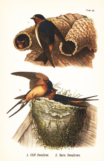 Hirondelle à front blanc, Petrochelidon pyrrhonota 1, et hirondelle rustique, Hirundo rustica 2 - John James (after) Audubon
