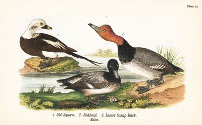 Harelde boréale, Clangula hyemalis 1, fuligule à tête rouge, Aythya americana 2, et petit fuligule, Aythya affinis 3 - John James (after) Audubon