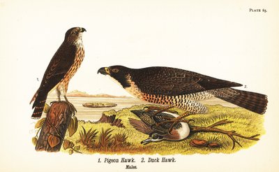 Faucon émerillon, Falco columbarius 1, et faucon pèlerin avec canard, Falco peregrinus 2 - John James (after) Audubon