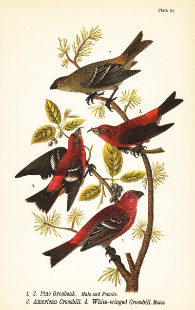 Durbec des sapins, Pinicola enucleator, mâle 1, femelle 2, bec-croisé des sapins ou bec-croisé rouge, Loxia curvirostra 3, bec-croisé bifascié, Loxia leucoptera 4, mâles - John James (after) Audubon