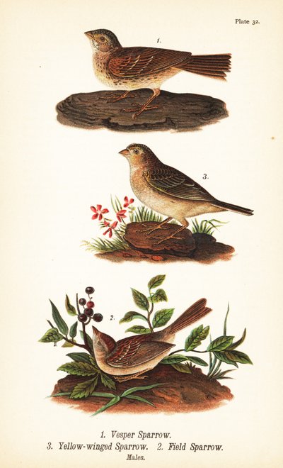 Bruant vespéral, Pooecetes gramineus 1, bruant sauterelle, Ammodramus savannarum 2 et bruant des champs, Spizella pusilla 3 - John James (after) Audubon