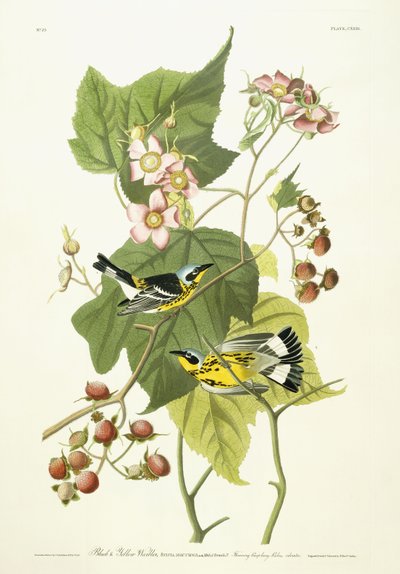 Paruline noire et jaune et framboisier en fleurs - John James Audubon