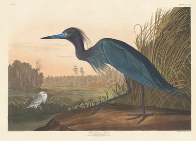 Grue bleue ou héron, 1836 - John James Audubon