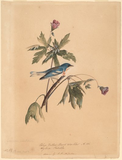 Paruline à dos bleu et jaune - John James Audubon