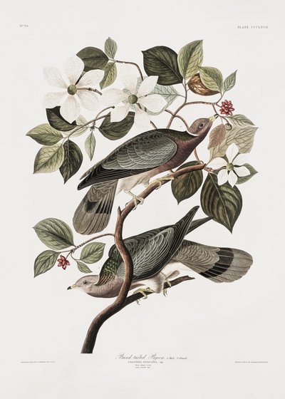  - John James Audubon