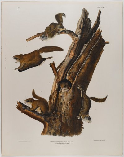 Écureuil volant commun - John James Audubon