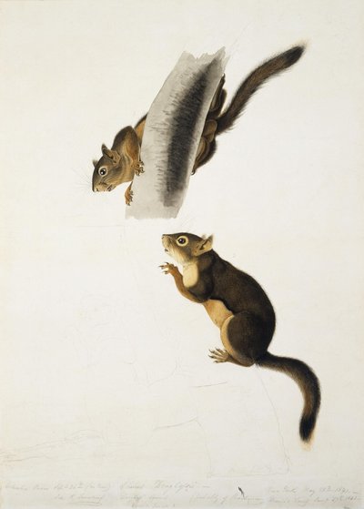 Écureuil de Douglas - John James Audubon