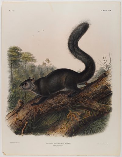 Écureuil sombre - John James Audubon