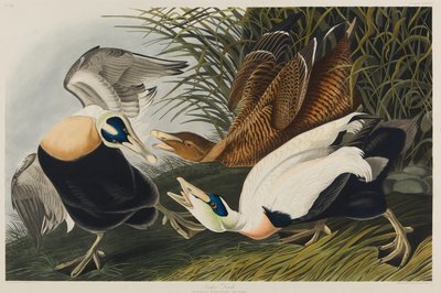 Canard eider, 1835 - John James Audubon