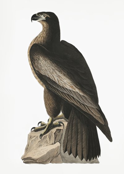  - John James Audubon