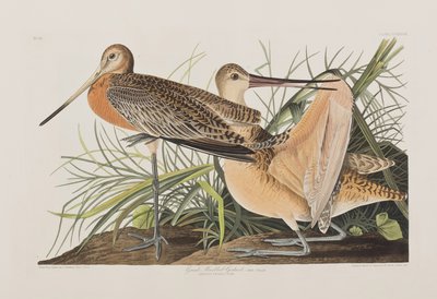 Illustration de 