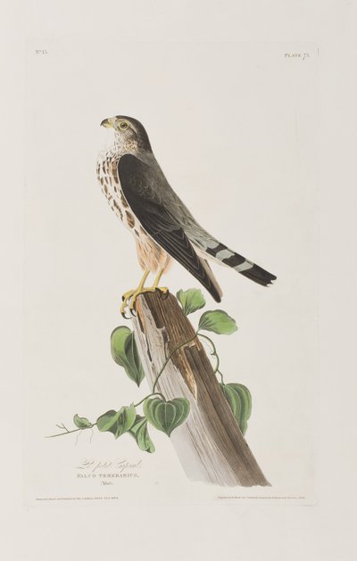 Illustration de 