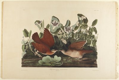  - John James Audubon