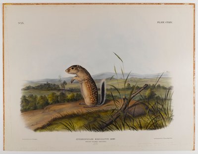 Écureuil marmotte mexicain - John James Audubon
