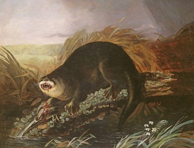 Loutre Prise dans un Piège - John James Audubon