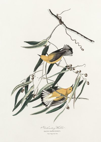 Paruline à tête orange, tirée de *Birds of America* (1827) - John James Audubon