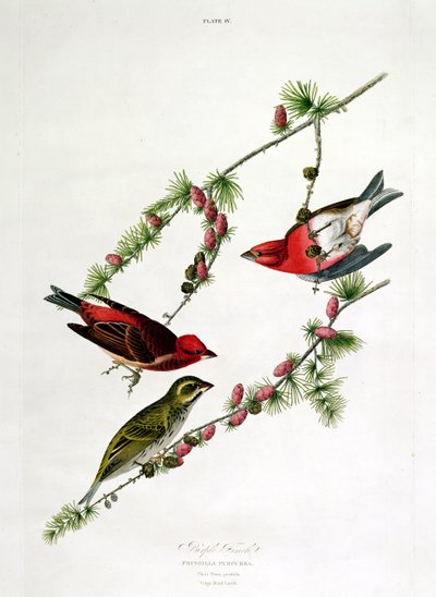 Roselin pourpré, de 