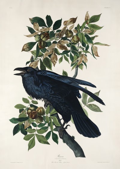  - John James Audubon