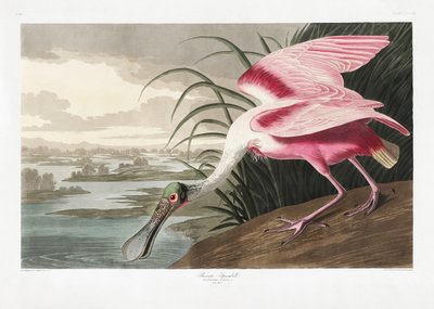 Spatule rosée, tirée de *Birds of America* (1827) - John James Audubon
