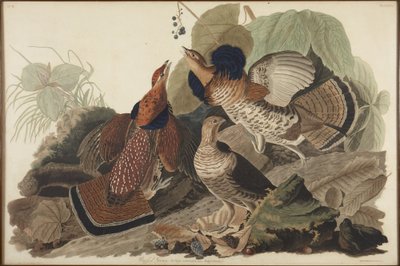 Gélinotte huppée - John James Audubon