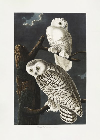  - John James Audubon