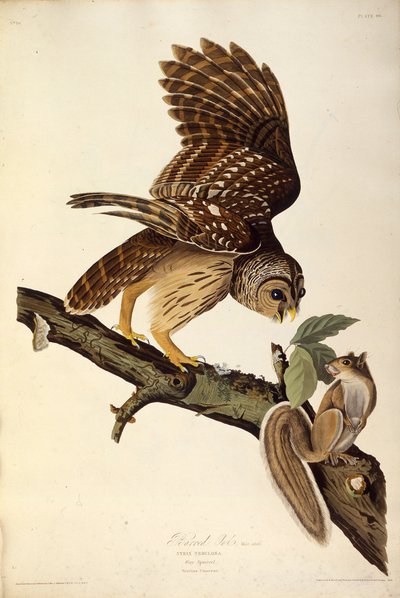 Le hibou barré. De Les Oiseaux d