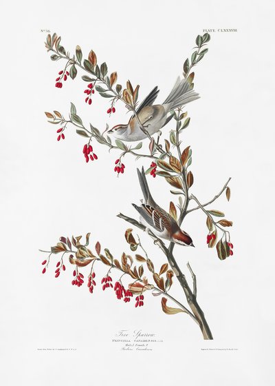  - John James Audubon
