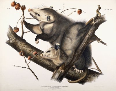Opossum de Virginie, 1845 - John James Audubon