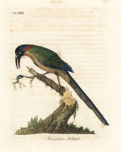 Motmot à couronne bleue, Momotus momota (Motmot brésilien, Momotus brasiliensis). Gravure à la main en couleur par John Latham de son propre A General History of Birds, Winchester - John Latham