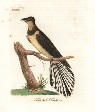 Coucou à queue en éventail, Cacomantis flabelliformis (Coucou à queue en éventail, Cuculus flabelliformis). Gravure à la main en couleur par John Latham de son propre A General History of Birds, Winchester - John Latham