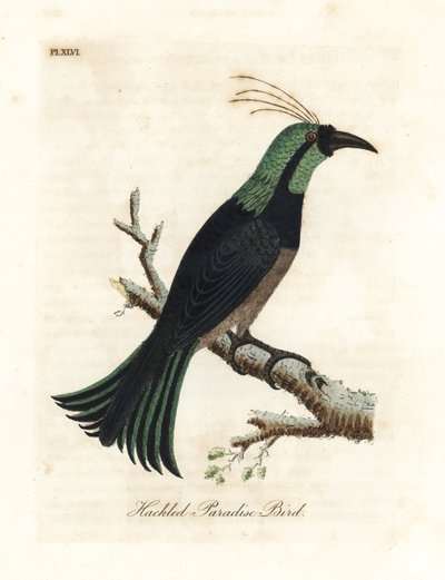 Oiseau de paradis à collerette, peut-être une espèce hybride ou éteinte. Dessiné à partir d