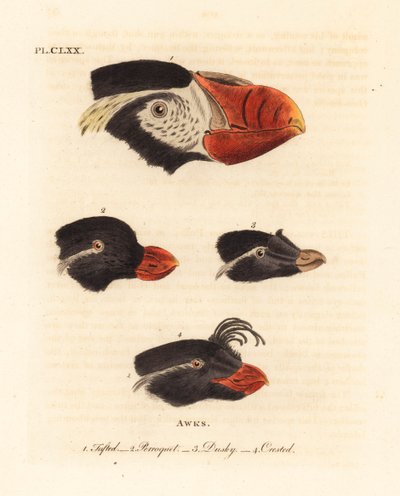 Têtes du macareux huppé, Fratercula cirrhata 1, perroquet de mer, Aethia psittacula 2, et macareux huppé, Aethia cristatella 3,4. (Macareux huppé, Alca cirrhata 1, perroquet de mer, Alca psittacula 2, macareux sombre, Alca tetracula 3, et macareux huppé, A - John Latham