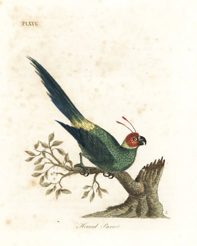 Perruche cornue, Eunymphicus cornutus. Gravure à la main par John Latham de son propre A General History of Birds - John Latham