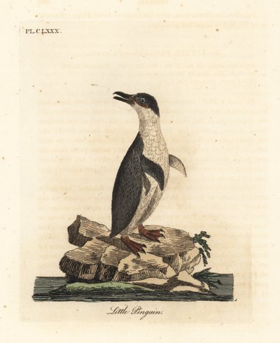 Petit pingouin, Eudyptula minor. Gravure à la main par John Latham de son propre A General History of Birds, Winchester - John Latham