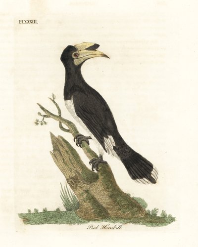 Calao pied de Malabar, Anthracoceros coronatus. Gravure à la main par John Latham de son propre A General History of Birds, Winchester - John Latham