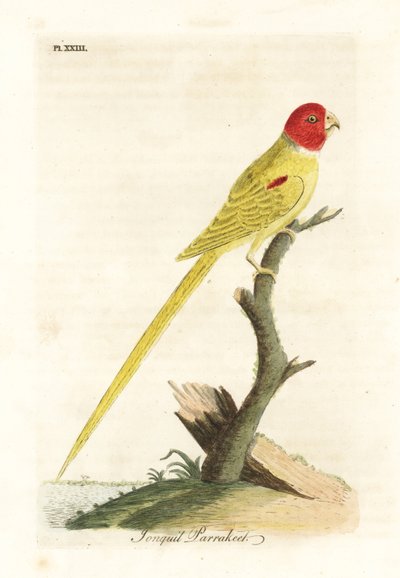 Perruche à épaulettes olive ou perruche jonquille, Aprosmictus daffodil. Gravure à la main par John Latham de son propre A General History of Birds, Winchester - John Latham