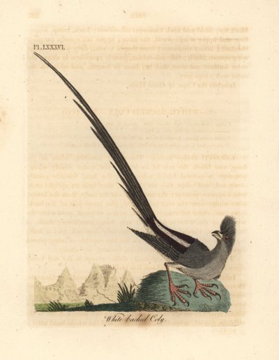Coliou à dos blanc, Colius colius (Coliou à dos blanc, Colius leuconotus). Gravure à la main en cuivre dessinée et gravée par John Latham de son propre A General History of Birds, Winchester - John Latham